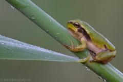 70 Laubfrosch europäisch